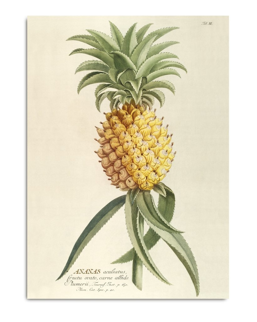Affiche 30x40 Ananas - THE DYBDAHL
