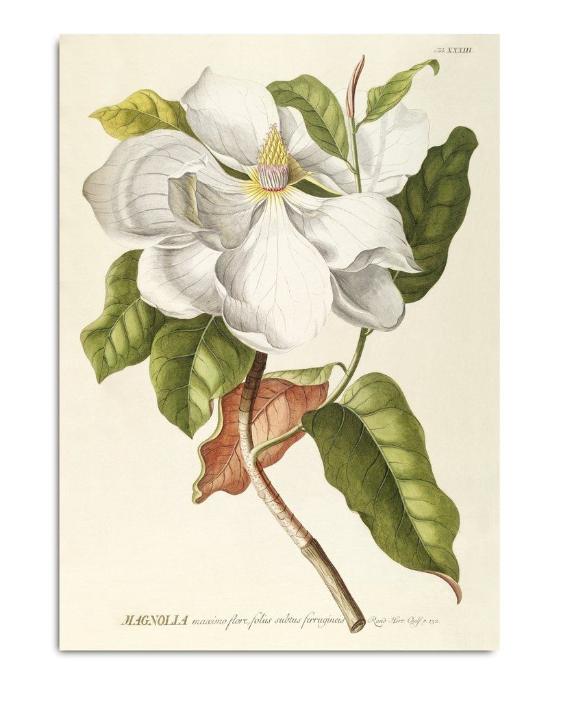 Affiche 30x40 Magnolia - THE DYBDAHL
