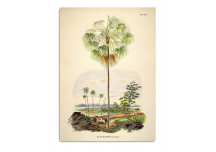 Affiche Palmier et paysage 70x100 - THE DYBDAHL