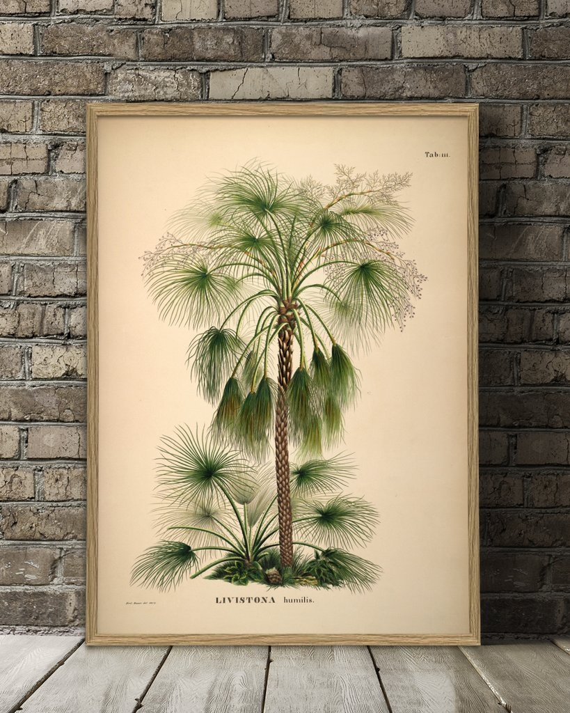 Affiche 70x100 Palmiers - THE DYBDAHL