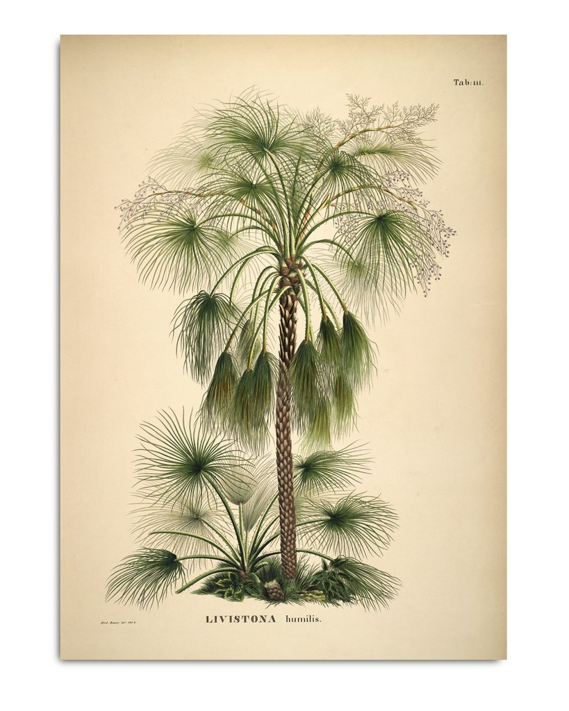 Affiche 70x100 Palmiers - THE DYBDAHL