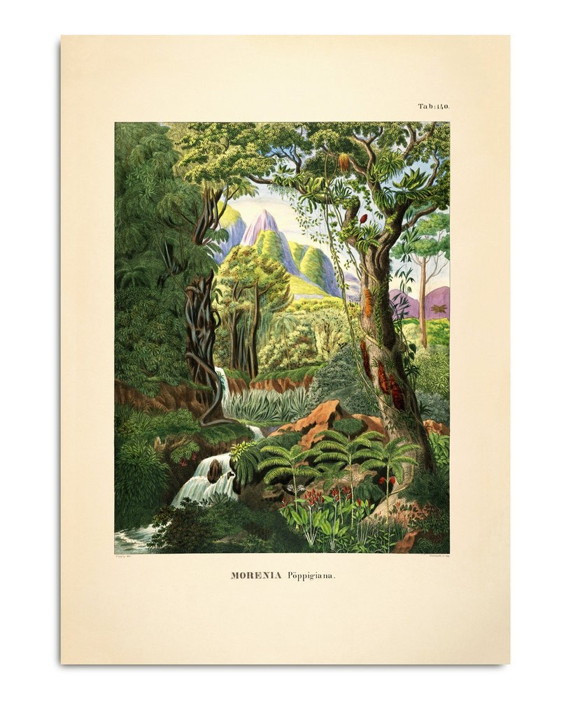 Affiche Forêt tropicale 50x70 - THE DYBDAHL