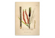 Affiche Areca 50x70 - THE DYBDAHL