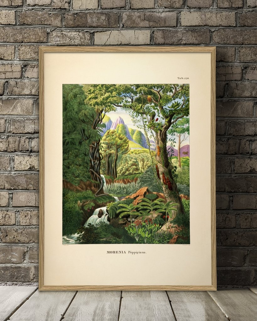 Affiche Forêt tropicale 30x40 - THE DYBDAHL