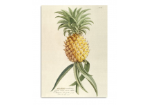 Affiche Ananas 50x70cm - THE DYBDHAL