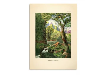 Affiche Forêt tropicale 70x100 - THE DYBDAHL