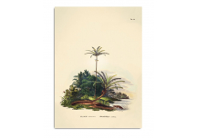 Affiche Palmiers/Crocodile 70x100 - THE DYBDAHL