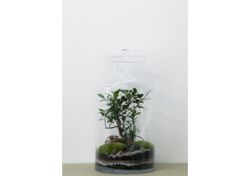 Terrarium  Flat Ficus - GREEN FACTORY