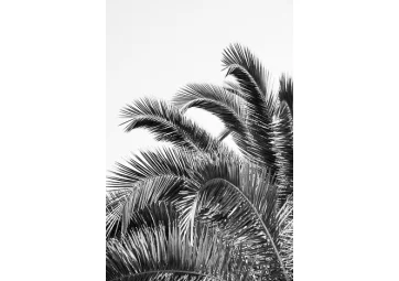 Poster feuille de palmier noir et blanc - DAVID & DAVID