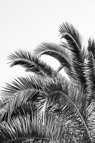 Poster feuille de palmier noir et blanc - DAVID & DAVID