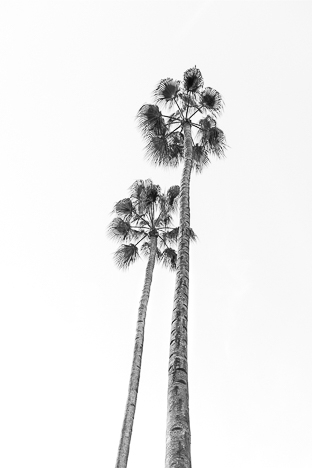 Poster palmier noir et blanc - DAVID & DAVID