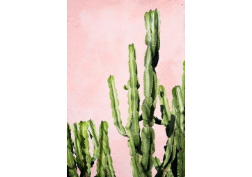 Poster Cactus rose - DAVID & DAVID