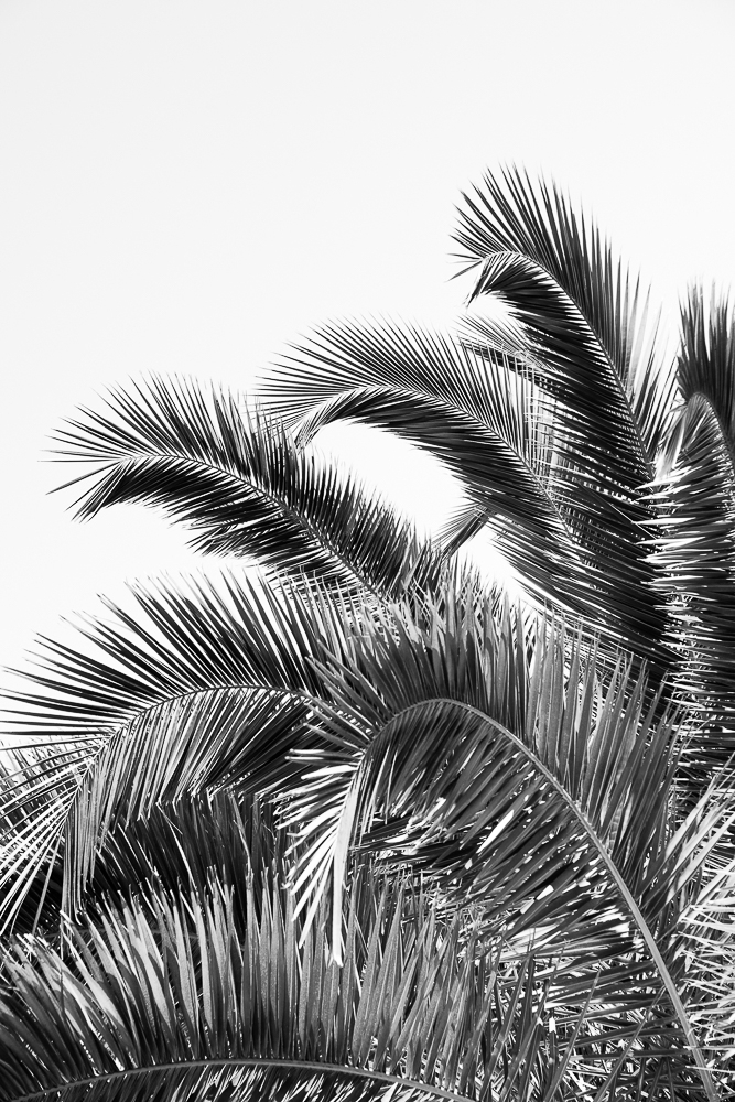 Feuilles de palmier noir et blanc - 30x40 - DAVID & DAVID	