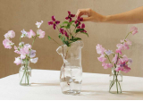 Vase Body transparent - DOIY