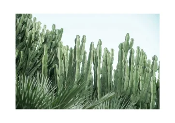 Poster Cactus Forest - DAVID & DAVID