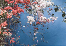 Poster Bougainvillier 2 50x70 - DAVID & DAVID