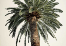 Poster Grands Palmiers 1 - DAVID & DAVID