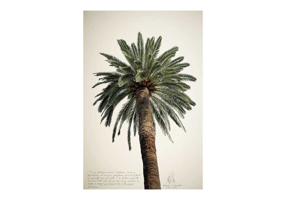 Poster Grands palmiers N°2 - DAVID& DAVID